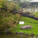 台風１５号により被害を受けた雄翔園の樹木